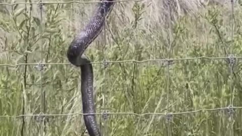 Snake gets a taste of electric #snake #electric #shock #shorts #shorts2023 #crazy #lol