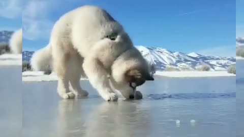 Dancer on ice