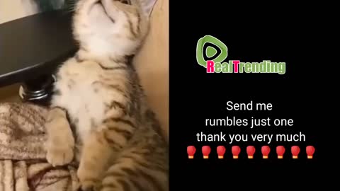 not only cute but also a smart compilation of funny cats part 2