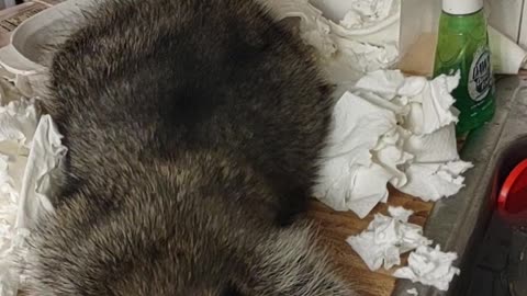 Bandit the Raccoon Makes a Mess with Paper Towels