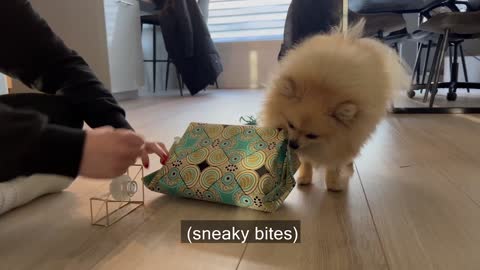 Daily Life Routines Episode 2 Pomeranian Dog