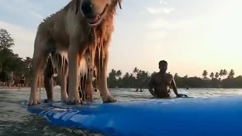 Dog playing surfing