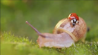 See ladybug dance before mating - 10 interesting facts about ladybugs