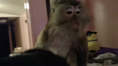 Monkey reluctantly gives up the goods