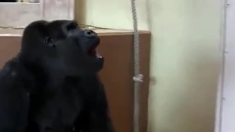 Grandma gorilla furious at granddaughter