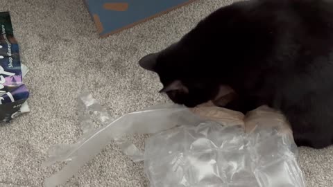 Adopting a Cat from a Shelter Vlog -Cute Precious Piper Loves to Inspect Packing Material