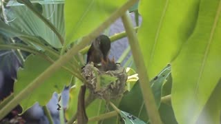 Baby hummingbirds