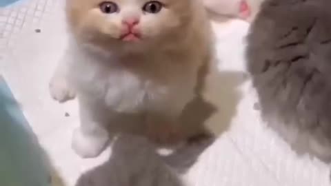 Cute kitten's meowuing