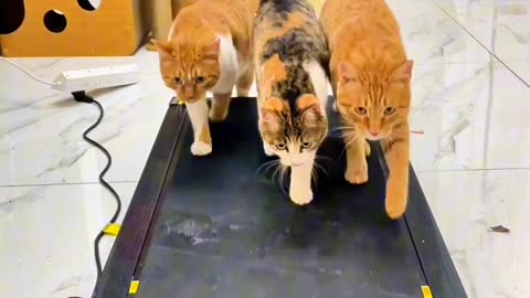 😍🐈‍⬛🐈🐈"Adorable Cats on a Gym Treadmill: 💖😺💪🏻Hilarious Exercise Feline Style"