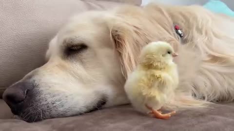 Golden Retriever Meets Newborn Baby Chick for the First Time!