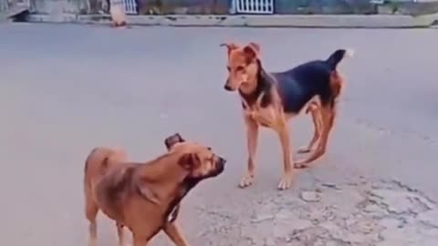 Funniest cats and dogs and monkeys video 2023