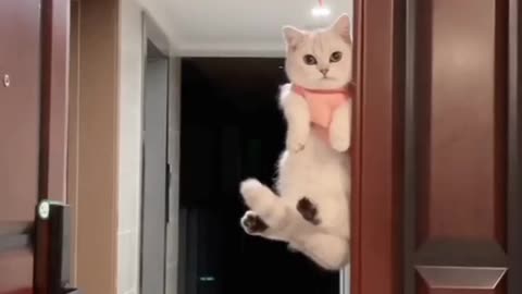 Cat going up with balloon 🤣 cat funny video 😂 short funny video...