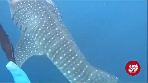 How to release a shark from chord tide.