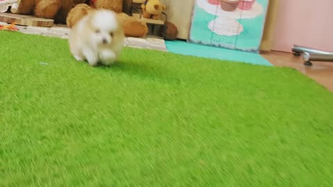 Puppy with blue eyes, red mulberry pomeranian puppy
