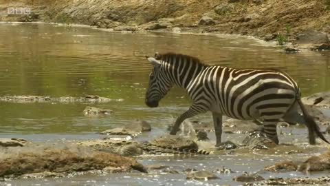 Shani the Zebra's incredible escape from ferocious crocodiles