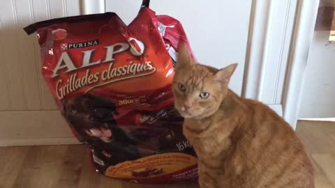 Affectionate cat can't resist snuggling with bag of food