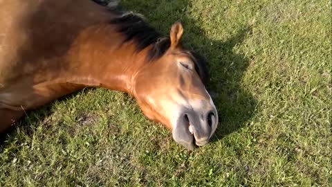 Sleeping Horse Caught Snoring Loudly