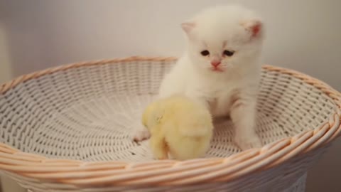 Kittens playing with a tiny chicken