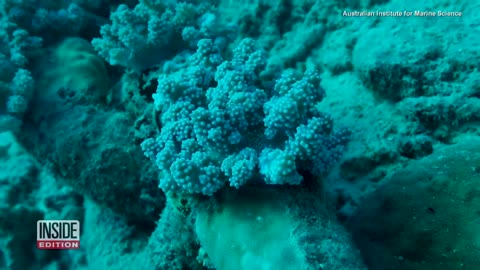 Researchers Are Helping the Great Barrier Reef Grow Faster