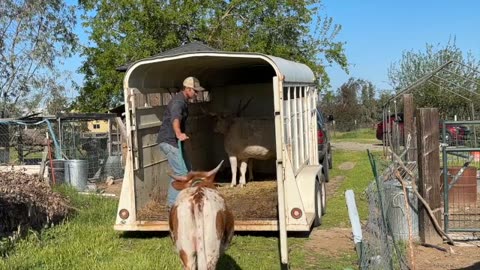 Pasture juggling with Jazz's help S02/E03