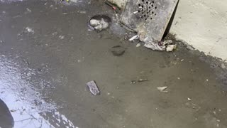How to clean Main Sewer stoppage