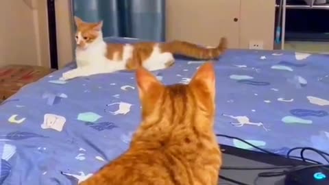 Animales más Graciosos 2023 🤣 Funny Animal Videos 2023 🐱🐶 Funniest Cats and Dogs Videos #2