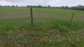 Texas wildflower season 2023