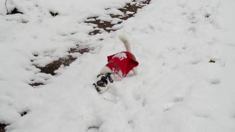 Dog&snow