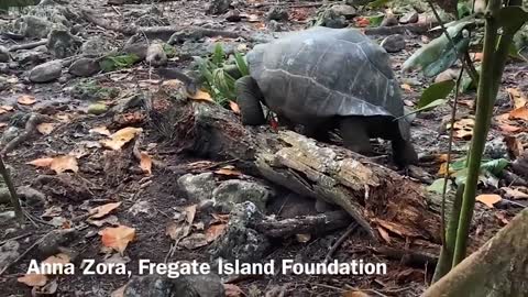 ‘Vegetarian’ giant tortoise filmed attacking and eating seabird