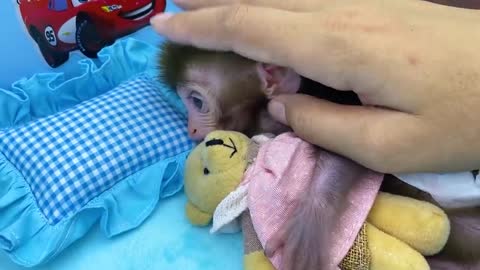 Animals Baby monkey goes to do the laundry and playing with the puppy