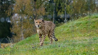 cheetah in jungle