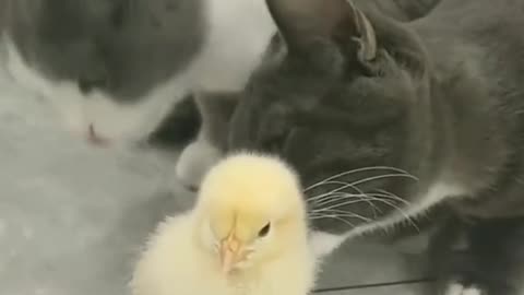 "Unlikely Friendship: Cat Adores Bird's Baby"