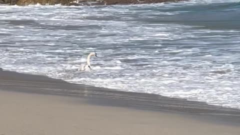 Surfing Swan Catches a Wave
