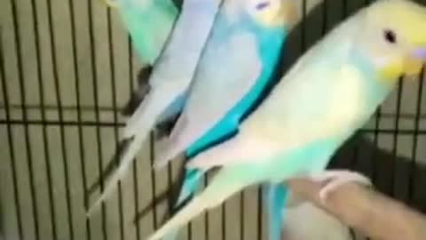 Budgies Full Information Video #budgies #budgiesinformation