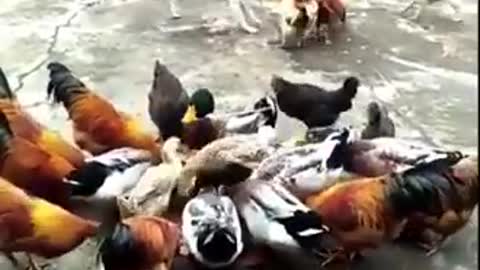 Chicken vs Dog fight