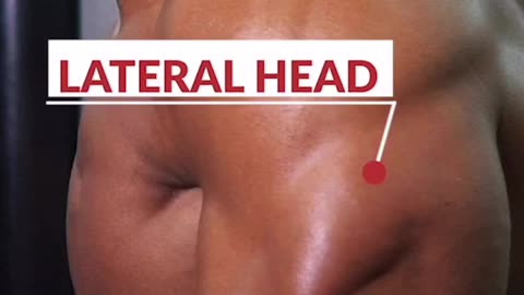 Using dip machine to hit the lateral head of the