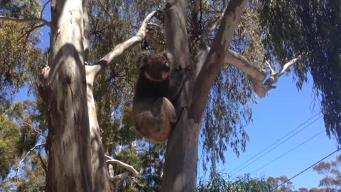 Koala Gets Kicked Out Of Tree and Cries!