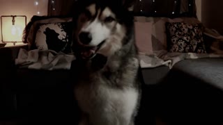 Husky Had A Terrifying Run-In With A Cat!