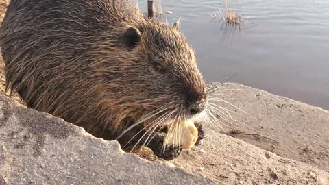 beaver-eating-bread-on-the-shore