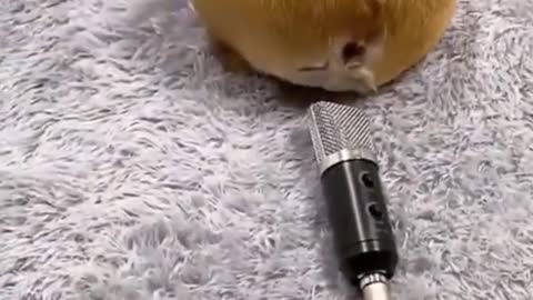 Oops dog🐶funny😂🤣|Dog fart into microphone|#viral#shorts#cutefunnydog#funnyvideo#funnydog#fcpetsworld