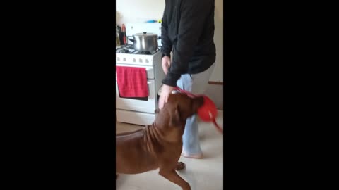 Rhodesian Ridgeback Dog With Flail, Drives Hungry Man Out Of Kitchen