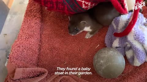 Tiny Baby Stoat Has The Best Reaction When She Meets Someone Like Her