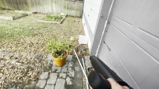 Heavy Leaf Cleanup Stihl BR800 Satisfying Blower Blowing Leaves