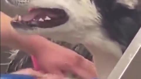 funny dog video #funny #dog #funnydog