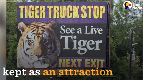 Tiger Kept Gas Station For 16 Years as Tourist Attraction | The Dodo