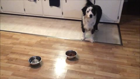 Dog Has Strange Reaction When He Sees Food In Metal Bowl