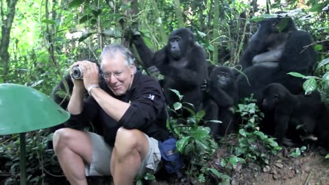 Touched by a Wild Mountain Gorilla: The Original 🦍