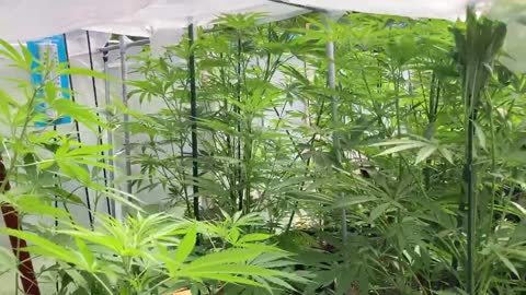 Derekhunterpodcast greenhouse pure Michigan marijuana August 9, 2021