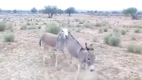 When The Donkey Fall in Love, He Don't Even Feel The Pain|وقتی عاشق میشی حتی درد را احساس نمیکنی