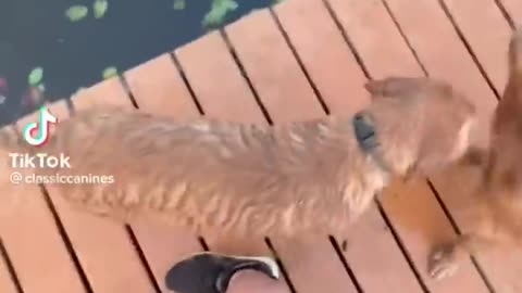 You daily dose of funny cute doge #relaxdog#cute dogs#doge#funny dogs#compilation